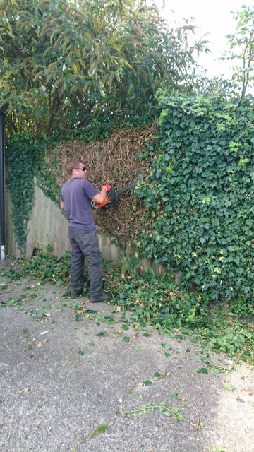  Removing ivy from fence 
