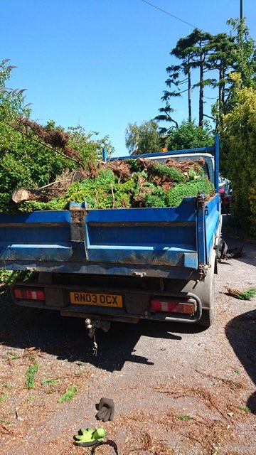  Conifer tree takedown and removal 