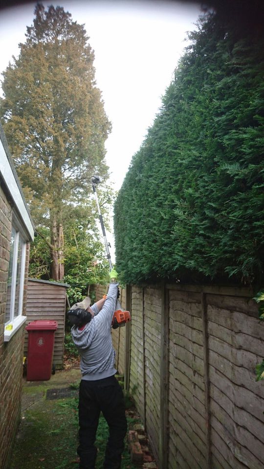  WInter trim on the hedges 