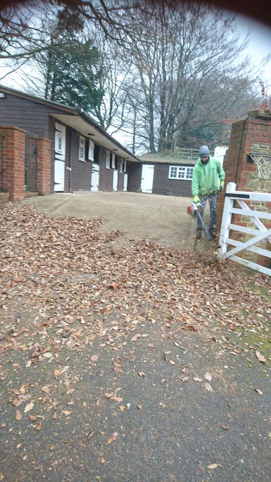  Leaves. Lots and lots of leaves 