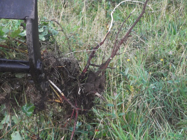  Mechanical weeding of scrub and sapling regrowth 