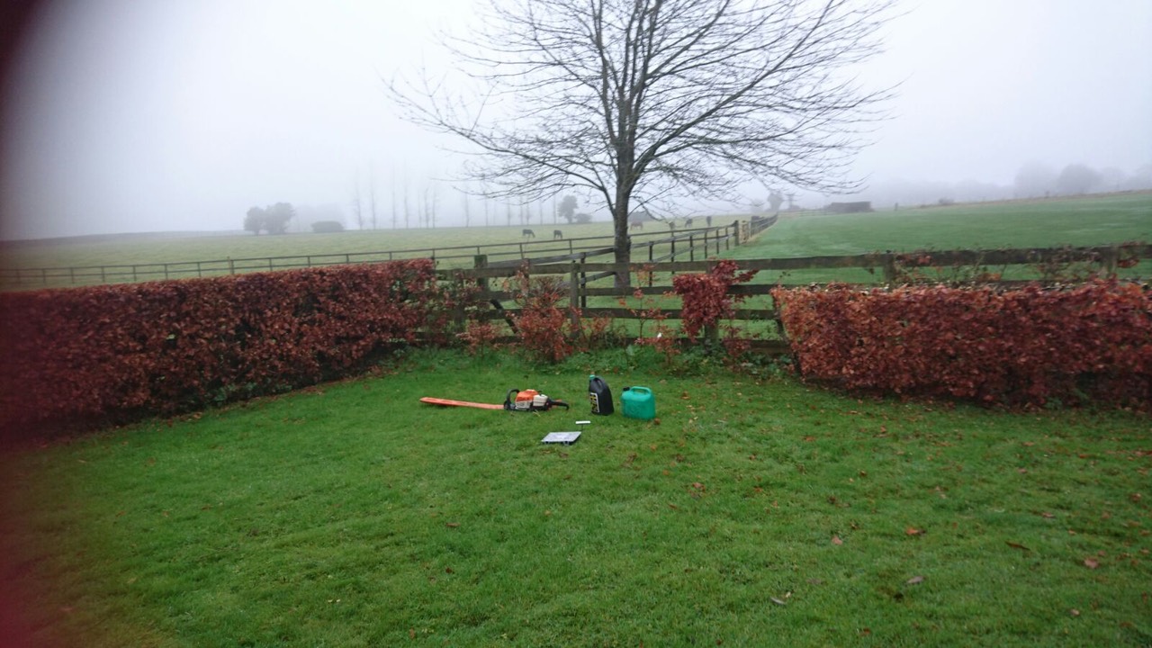  Winter reduction on a beech hedge 
