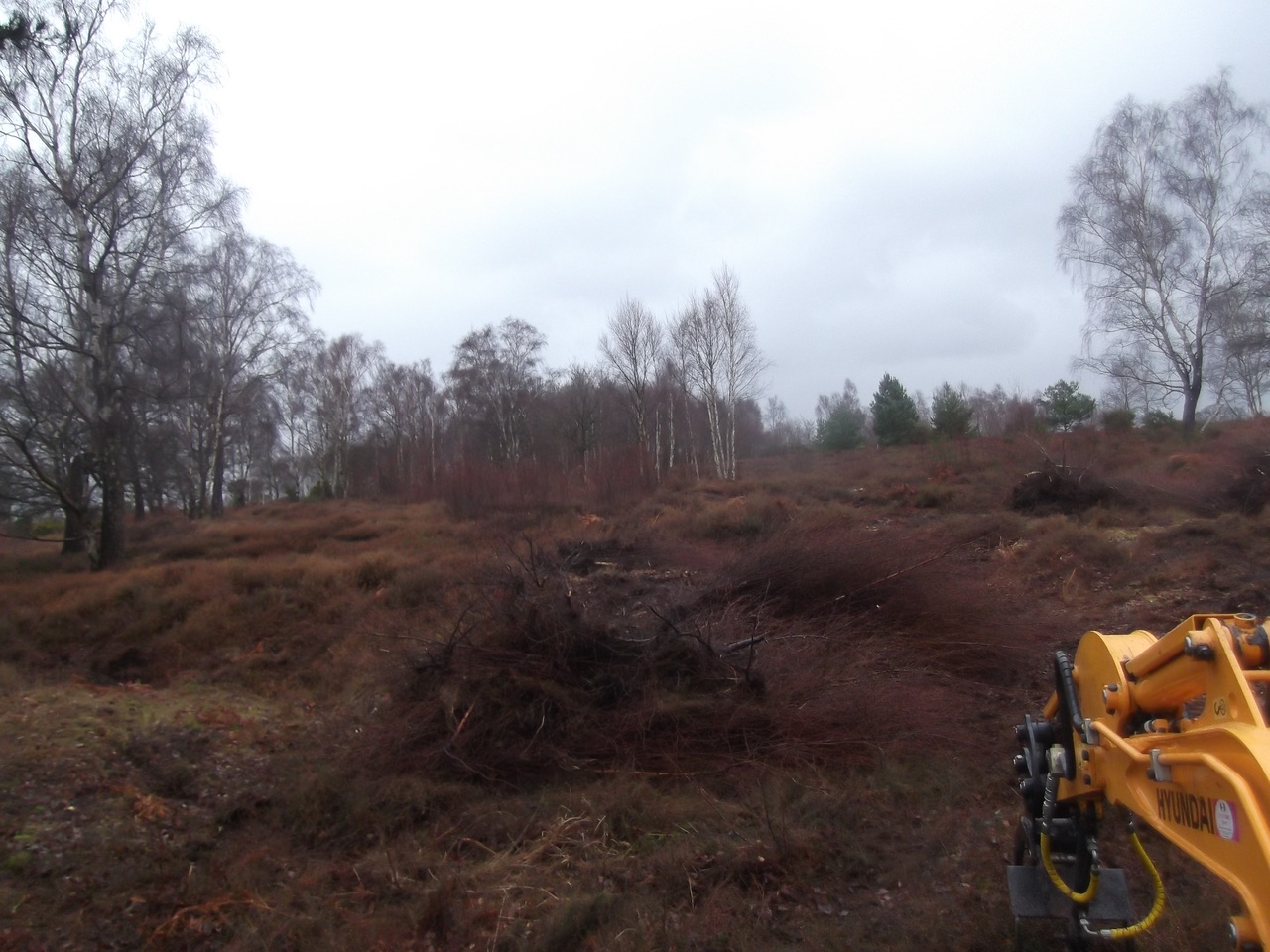  Scrub pulling of invasive birch upon Ipring Common 