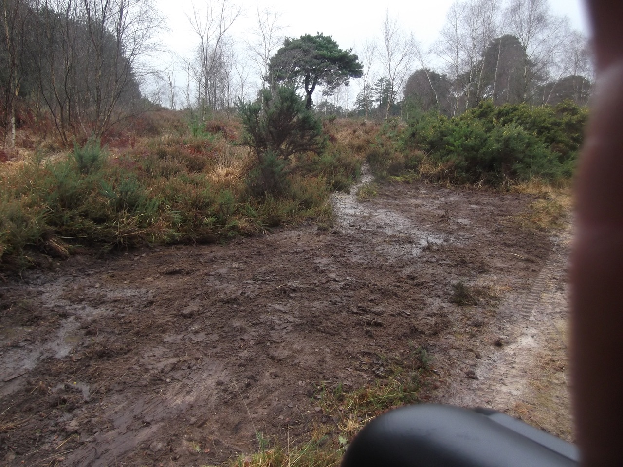  Wildlife habitat scrapes upon Iping Common 