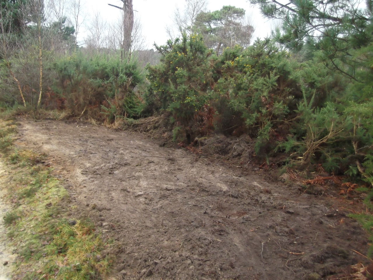  Wildlife habitat scrapes upon Iping Common 