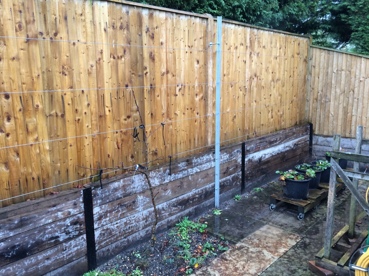  Espallier system for fruit trees 