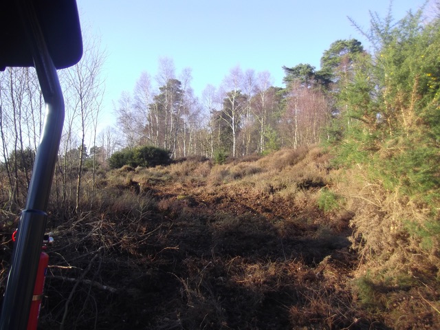  Birch regen pulled from heathland 