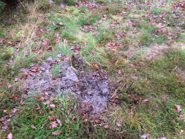  Minimal ground disturbance after pulling on sandy ground 