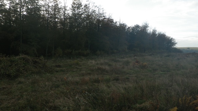  Birch regen after pulling, piled up to left of photo 