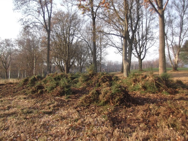  Pulled gorse on a golf course 