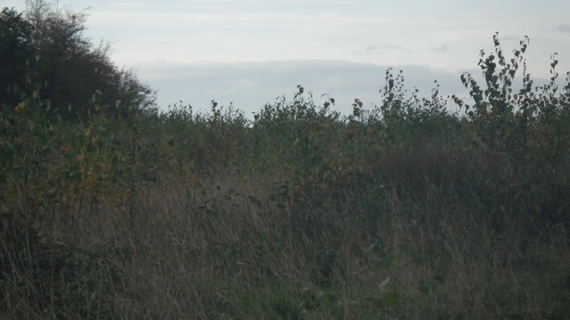  Birch regen before pulling 