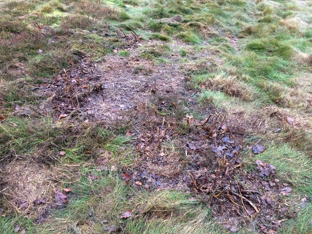  Cut 'rosettes' are a viable target with specialist toothed jaws 